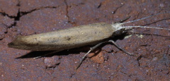 Ypsolopha unicipunctella