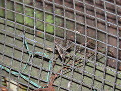 Lampropteryx chalybearia