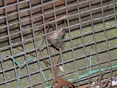 Lampropteryx chalybearia