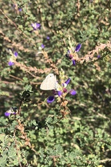 Leptotes marina