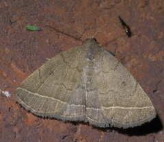 Zanclognatha marcidilinea