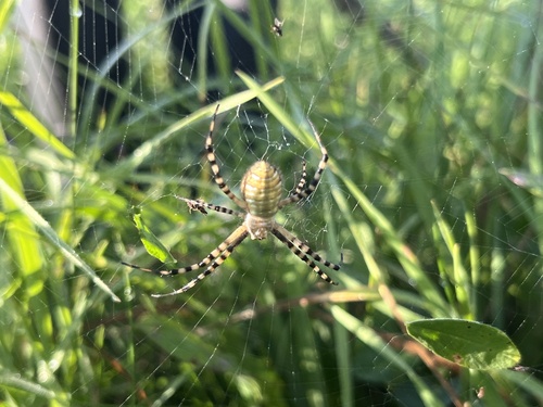 Banded Garden Spider