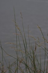 Ehrharta villosa