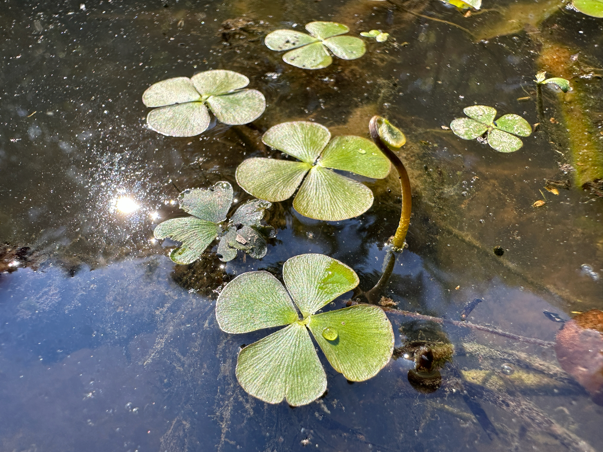 Marsilea quadrifolia