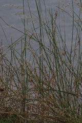 Ehrharta villosa