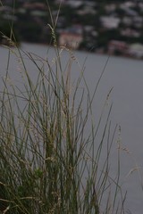 Ehrharta villosa