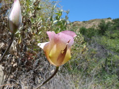 Calochortus plummerae