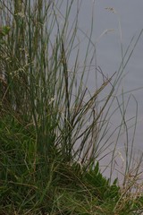 Ehrharta villosa