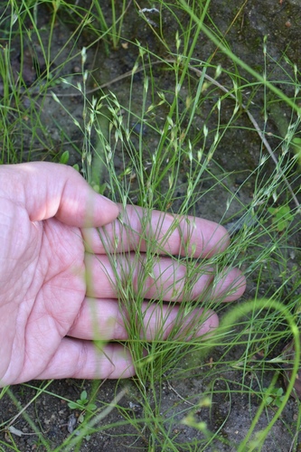 Наблюдение на iNaturalist