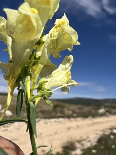 Linaria vulgaris