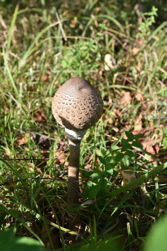 Наблюдение на iNaturalist