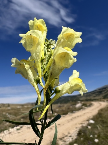 Linaria vulgaris