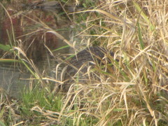 Myocastor coypus