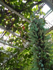 Strongylodon macrobotrys