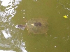 Phrynops geoffroanus