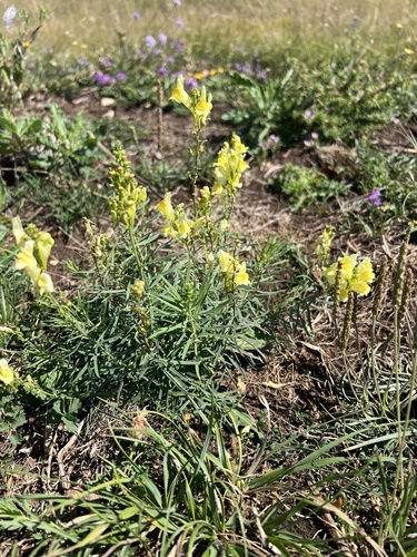 Linaria vulgaris