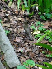 Turdus amaurochalinus