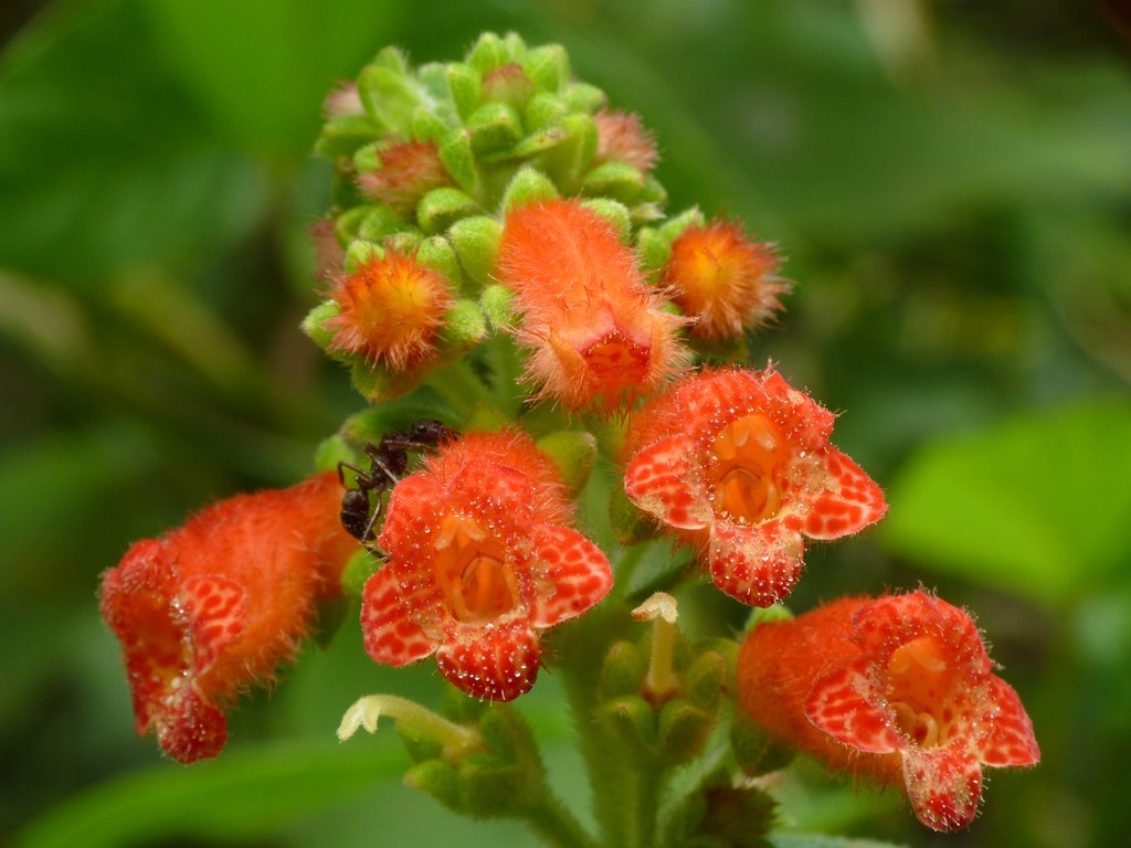 Kohleria spicata