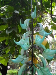 Strongylodon macrobotrys