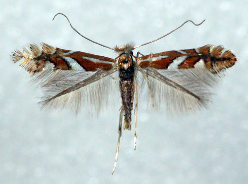 Scarce Brown Midget