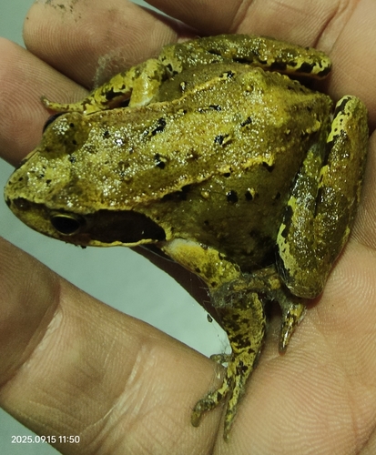 European Common Frog