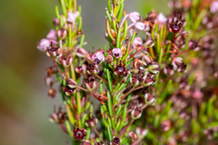 Erica rubiginosa