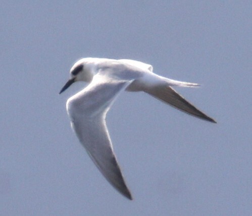 iNaturalist observation 2025-09-20