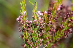 Erica rubiginosa