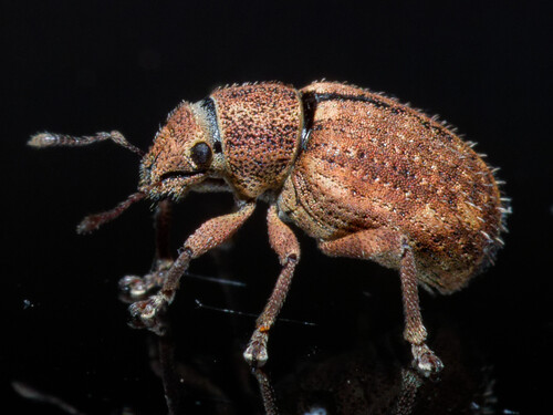 Nut Leaf Weevil, photo 5 of 10