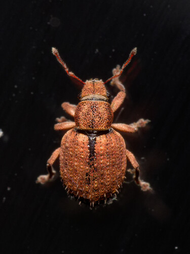 Nut Leaf Weevil, photo 3 of 10