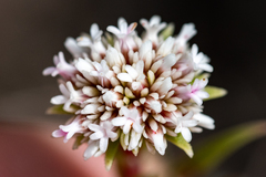 Crassula subulata subulata