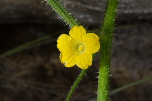 Cucumis melo image