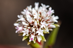 Crassula subulata subulata