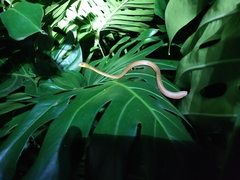 Thamnodynastes pallidus