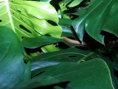 Thamnodynastes pallidus