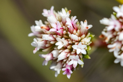 Crassula subulata subulata