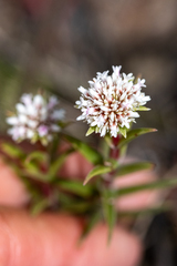 Crassula subulata subulata