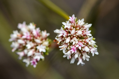 Crassula subulata subulata