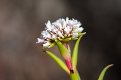 Crassula subulata subulata