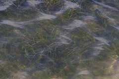 Zostera capensis