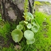 Wall Pennywort - Photo (c) Hugo Afonso, some rights reserved (CC BY-NC), uploaded by Hugo Afonso