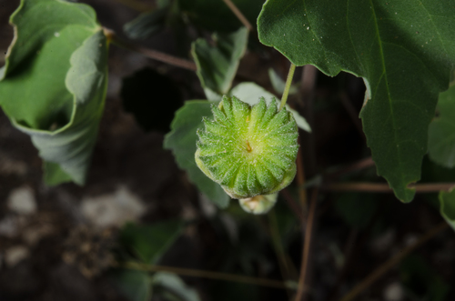 Abutilon pseudocleistogamum image