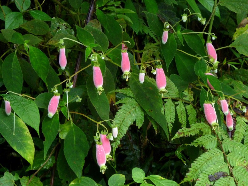 Kohleria affinis