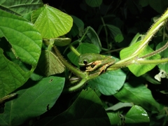 Pithecopus hypochondrialis