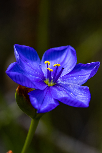 Aristea juncifolia