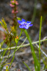 Aristea juncifolia