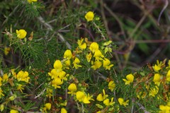 Aspalathus spinosa flavispina