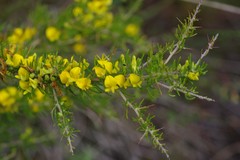Aspalathus spinosa flavispina