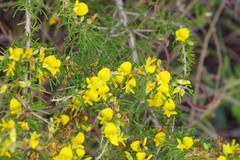 Aspalathus spinosa flavispina