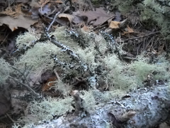 Usnea scabrata